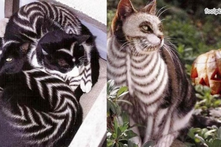Коты на Хэллоуин (фото)