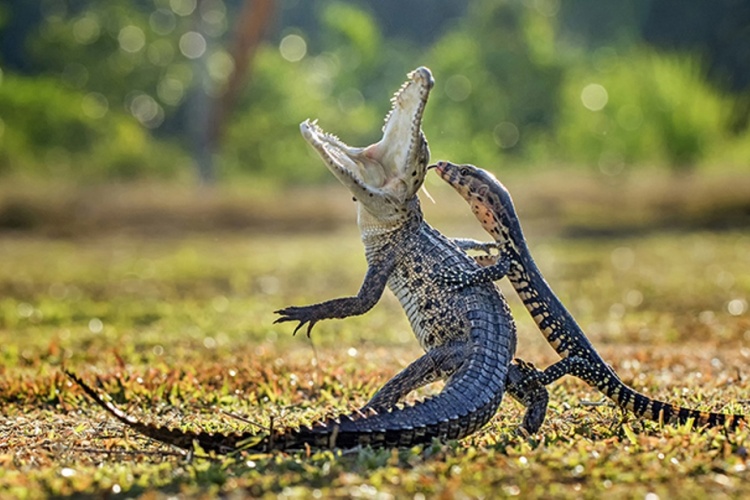 Sony World Photography Awards 2016